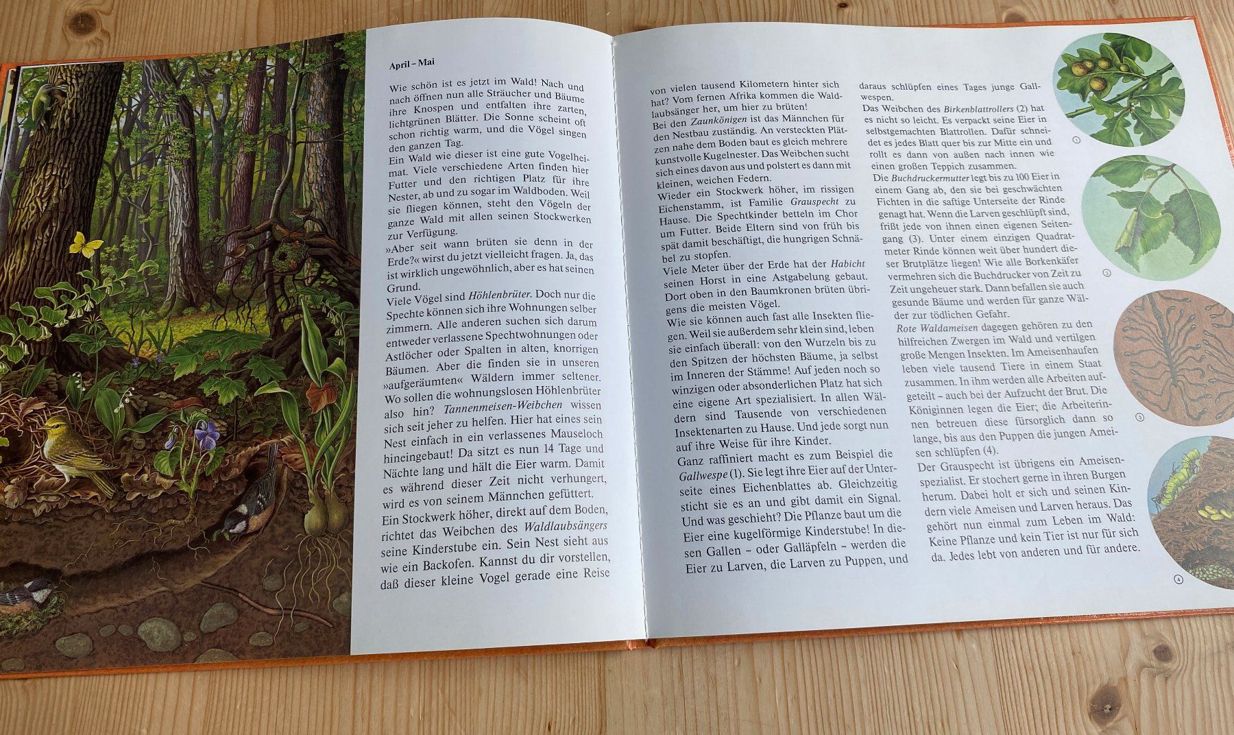 Livres: Irmgard Lucht: die Wald-Uhr – D'occasion à Weinfelden par Cheyenne21 8