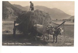 TICINO Raccolta del fieno