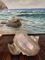 RARE Vintage Collectible Large TURBO MARMORATUS Shell