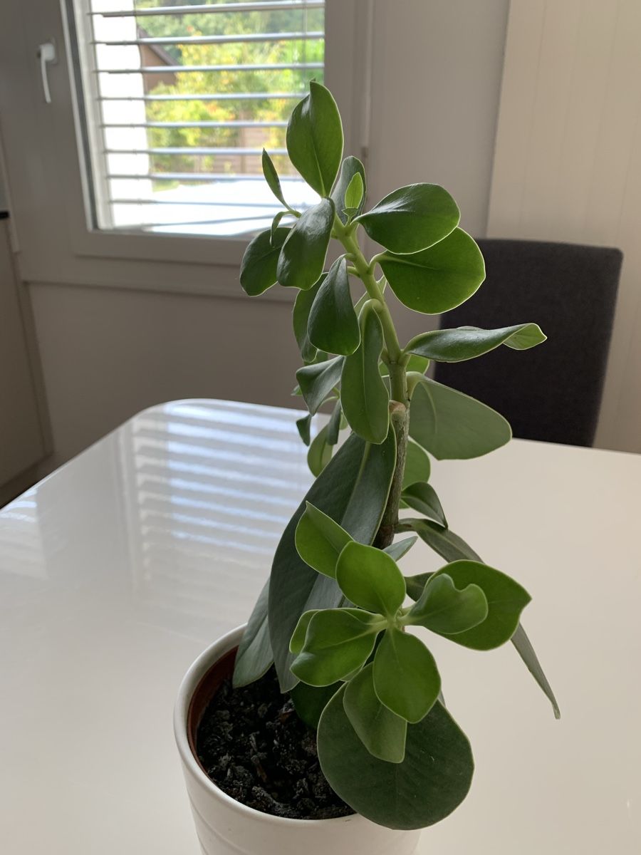 Piante & sementi: Plante verte décorative – Usato da Port venduto da granitod 2