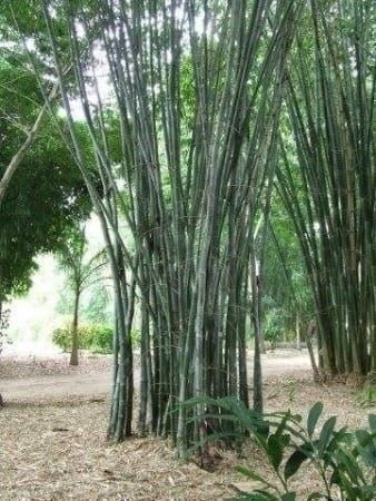 Piante & sementi: BAMBOU GEANT (Dendrocalamus strictus) 15 – Nuovo (secondo la descrizione) da Bremblens venduto da FIBONACCI369 2