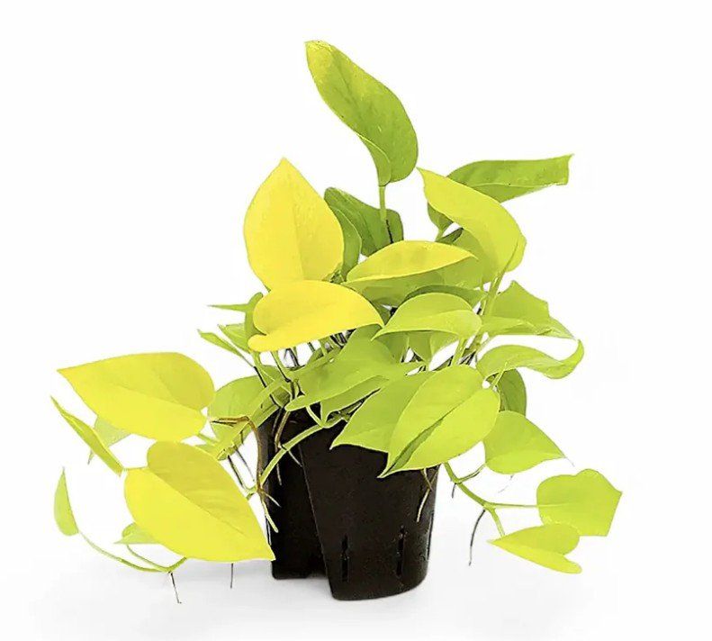 Piante & sementi: Epipremnum aureum 'Neon' ('Neon Pothos', 'Golden Pothos') – Nuovo e nell'imballaggio originale da Aarburg venduto da saluvava