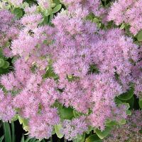 🐝Sedum rosenteller fette henne🐝bienenweide🐝