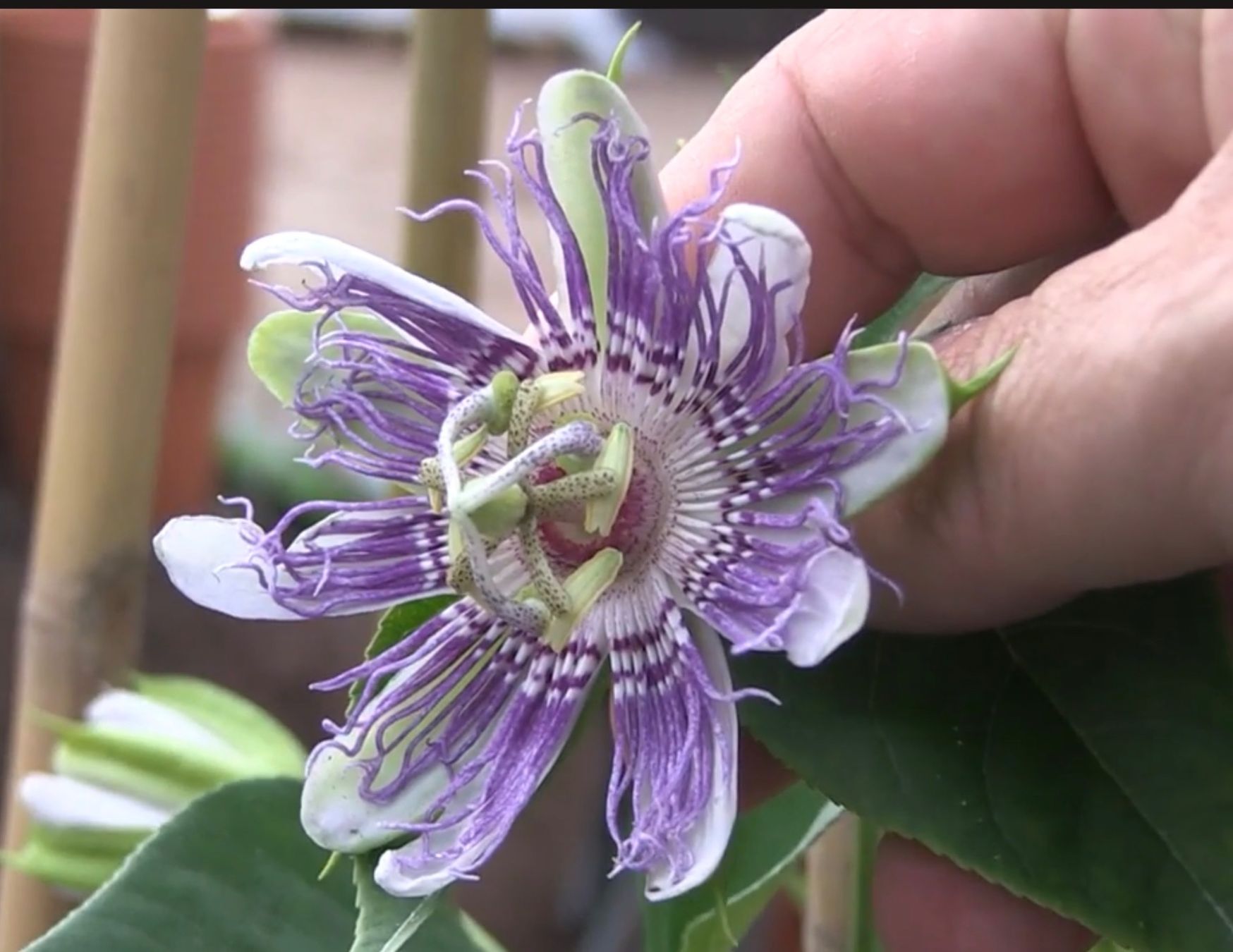 Pflanzen & Samen: Exotische Passionsblume Eia Popaia – Gebraucht aus seon von Agnom