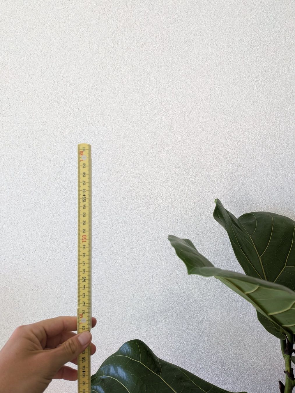 Piante & sementi: Ficus Lyrata XL - Geigenfeige - 155cm – Usato da Zürich venduto da sve_kk5x 1