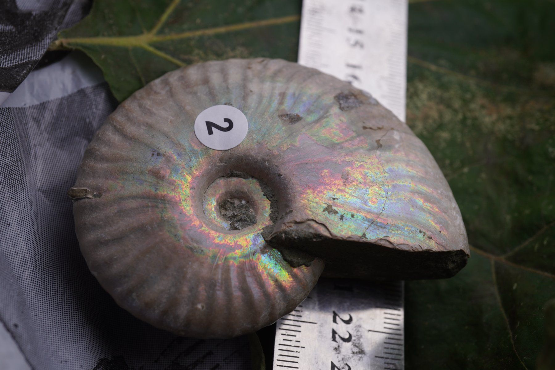 Minéraux & Lithothérapie: Ammonit  Opalisiert   Wunderschön  ca  75mm – Neuf avec emballage d'origine à Eschenbach SG par topstone 2