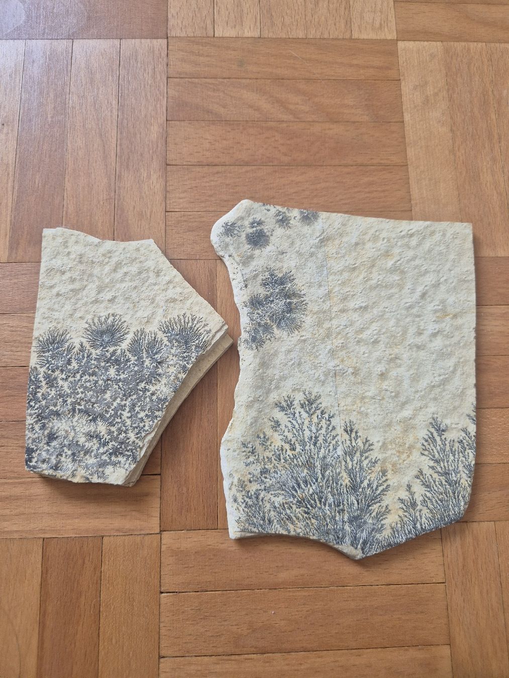 Fossiles: Fossil Dendriten Platten – D'occasion à Erlenbach ZH par Marielou222