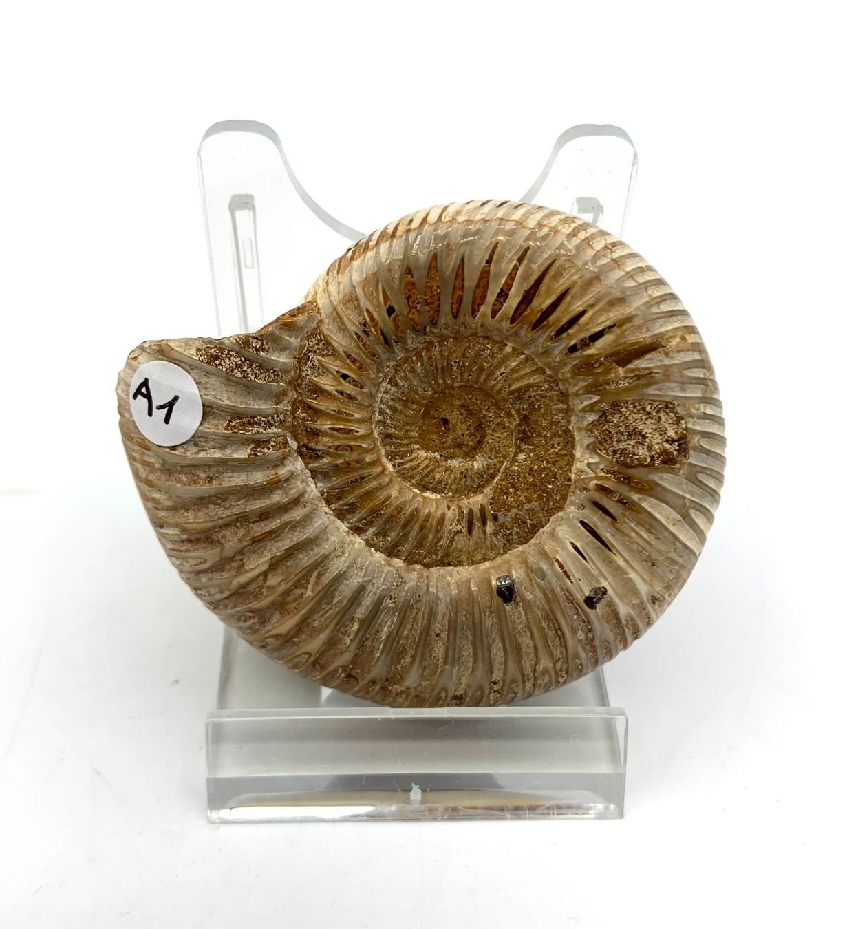 Fossili: Ammonit - Kranosphinctes sp. – Nuovo (secondo la descrizione) da Samstagern venduto da Spliti