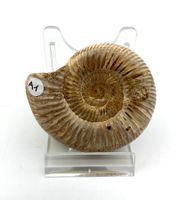 Ammonit - Kranosphinctes sp.