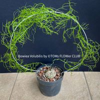 Bowiea Volubilis Ø 5cm - Pflanzen-Rarität aus SüdAfrika