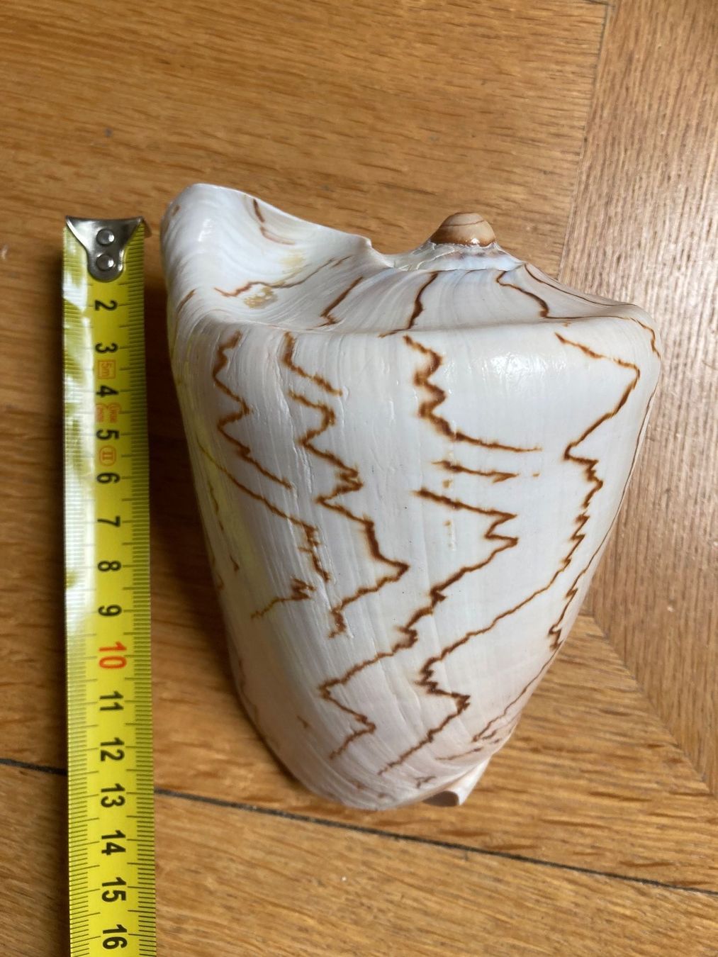Fossilien: WUNDERBARE GROSSE MUSCHEL, 15 x 12 cm – Neu (gemäss Beschreibung) aus Zürich von dolcicaramelle2 7