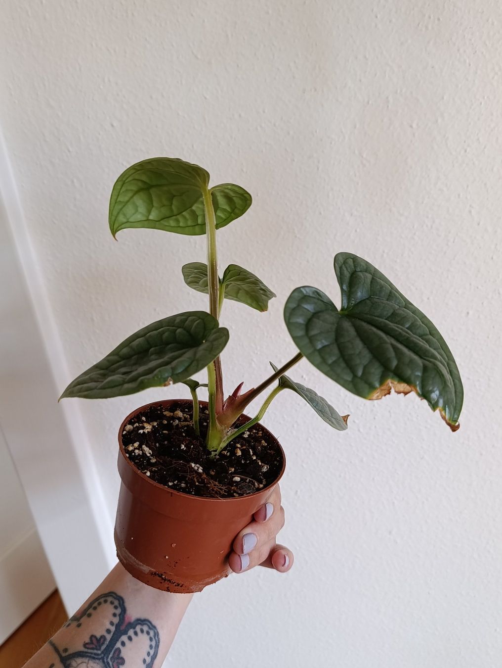 Piante & sementi: Anthurium Luxurians Babypflanze – Usato da Baar venduto da L.isa28 3