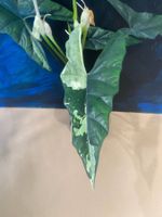 Alocasia Simpo Albo Rhizom (1)