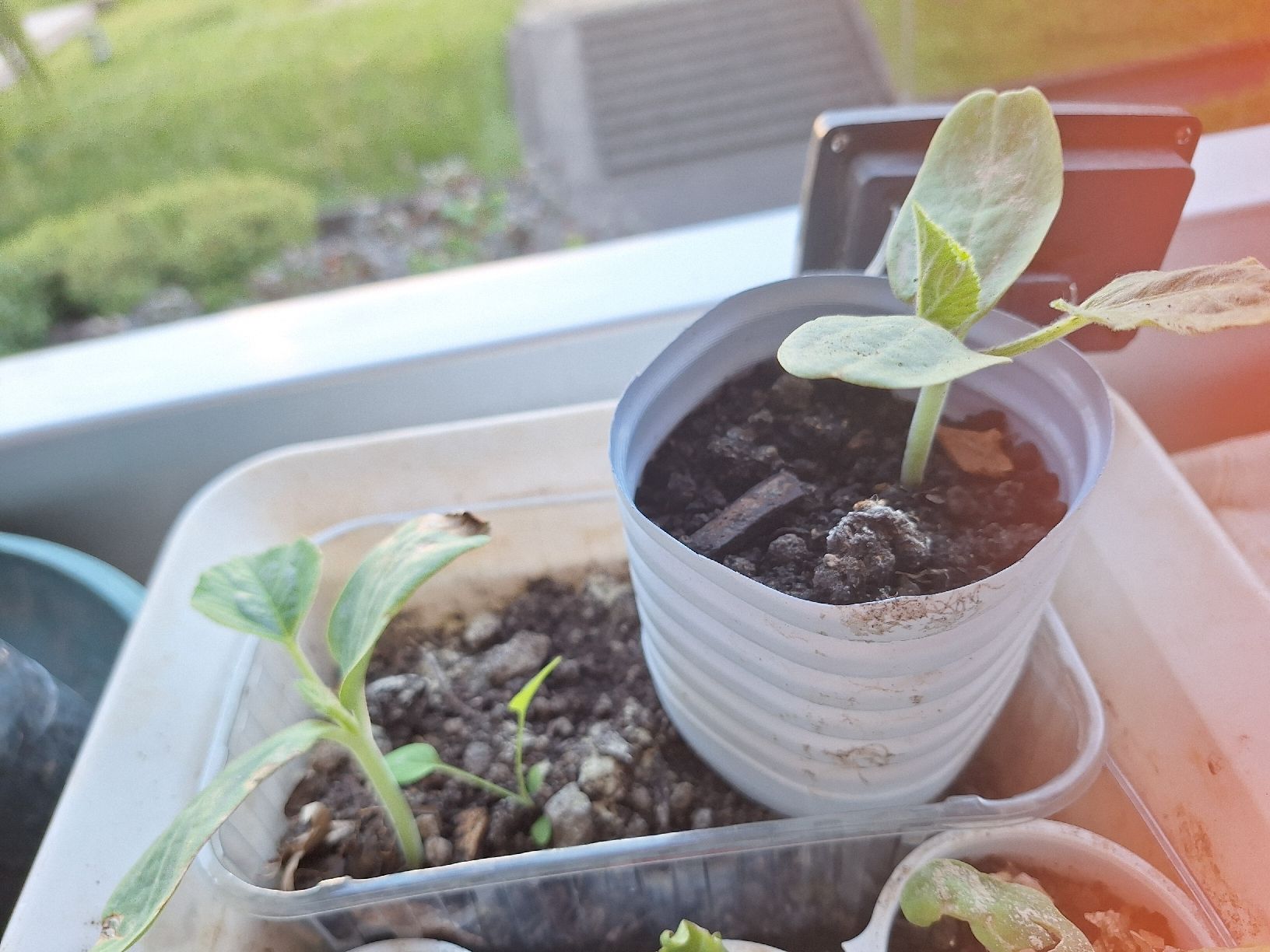 Piante & sementi: Plants variés tomates.courgettes.cardons – Nuovo e nell'imballaggio originale da Genève venduto da Cristin1 2