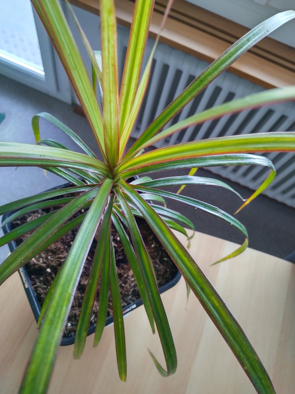 Pflanzen & Samen: Dracaena marginata, Drachenbaum - Zimmerpflanze – Neu (gemäss Beschreibung) aus Jona von Argus36 4