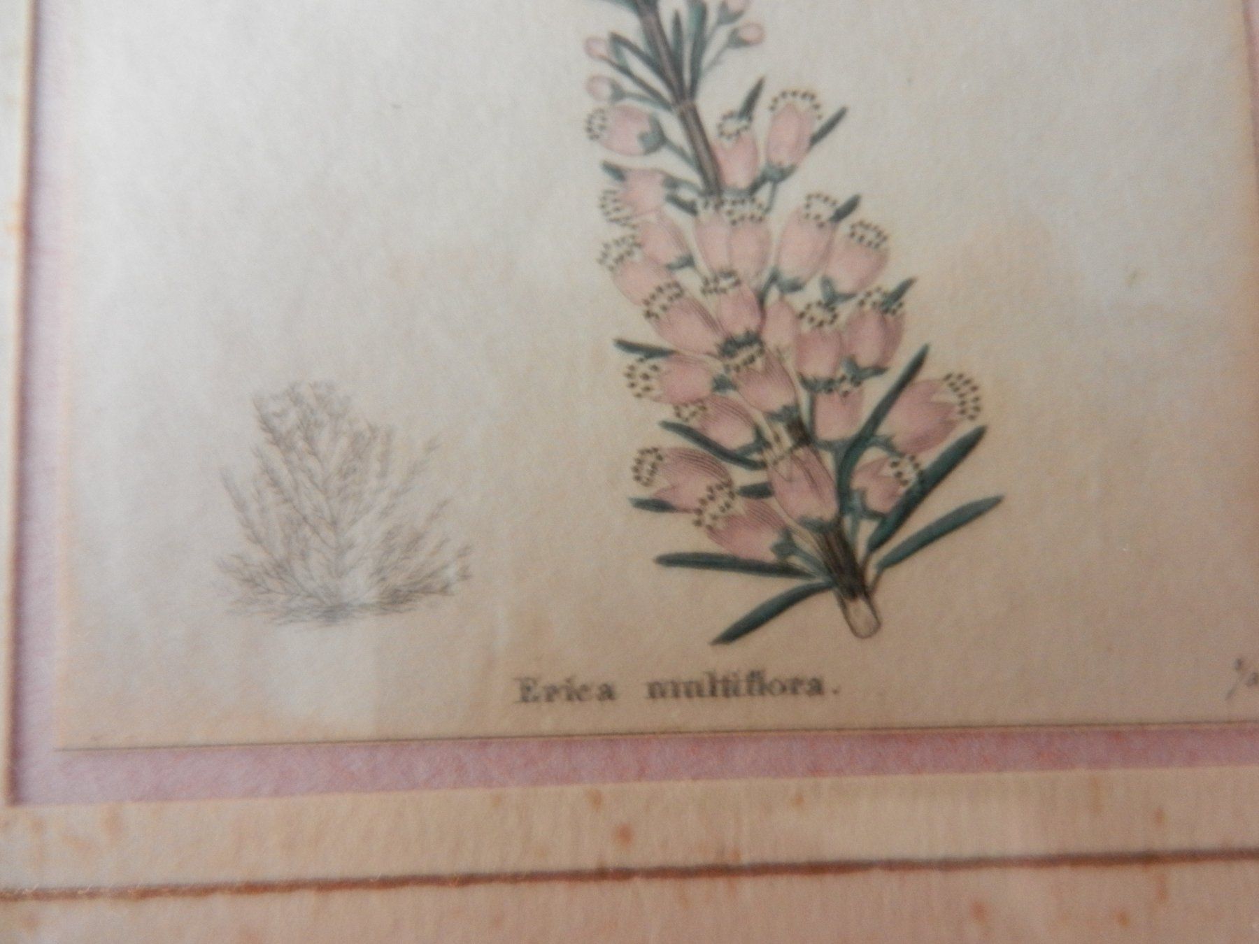 Foto & Immagini: Antiker Druck Erica multiflora gerahmt – Usato da Wolfwil venduto da Verbenia 2