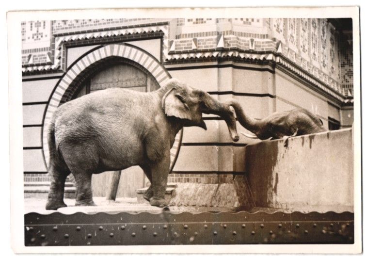Fotografie & Manifesti: Fotografie Berlin, Zoologischer Garten,  – Usato da Berlin venduto da bartko-reher