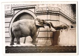 Fotografie Berlin, Zoologischer Garten, 