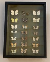 Schmetterlinge, Käfer etc. - Insektenkunde, Ende 19. Jh.