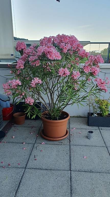 Piante & sementi: Oleander ca 150cm – Usato da Bellikon venduto da Gecko031069