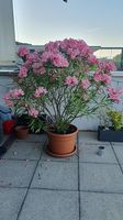 Oleander ca 150cm