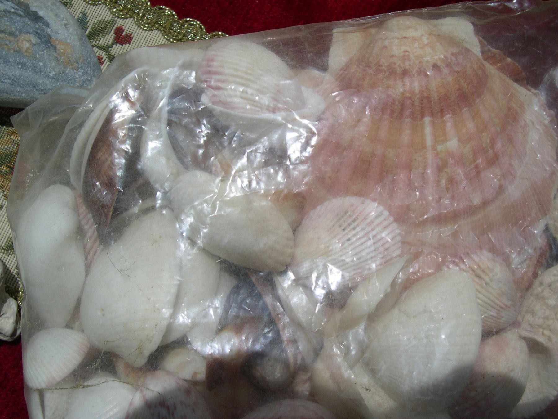 Kit bricolage: MUSCHELN + STEINE (Zum Basteln........ – Usato da Thun venduto da Catfriends 3