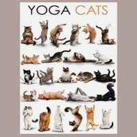 🔥 XXL YOGA CATS Katzen Blechschild ❤️ 40x30cm OVP 🔥