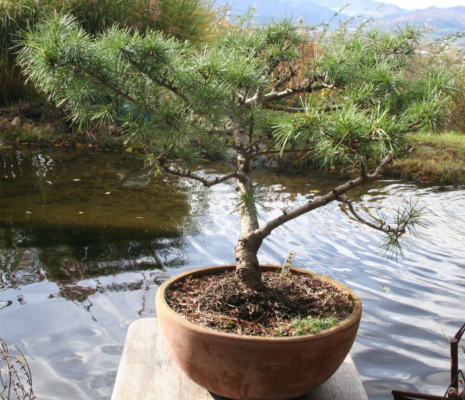 Pflanzen & Samen: BONSAI  -  Himalaya-Zeder – Gebraucht aus Gretzenbach von Sikim 5