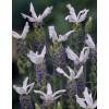 Lavande Bicolore 'Madrid Purple'  2 PLANTS