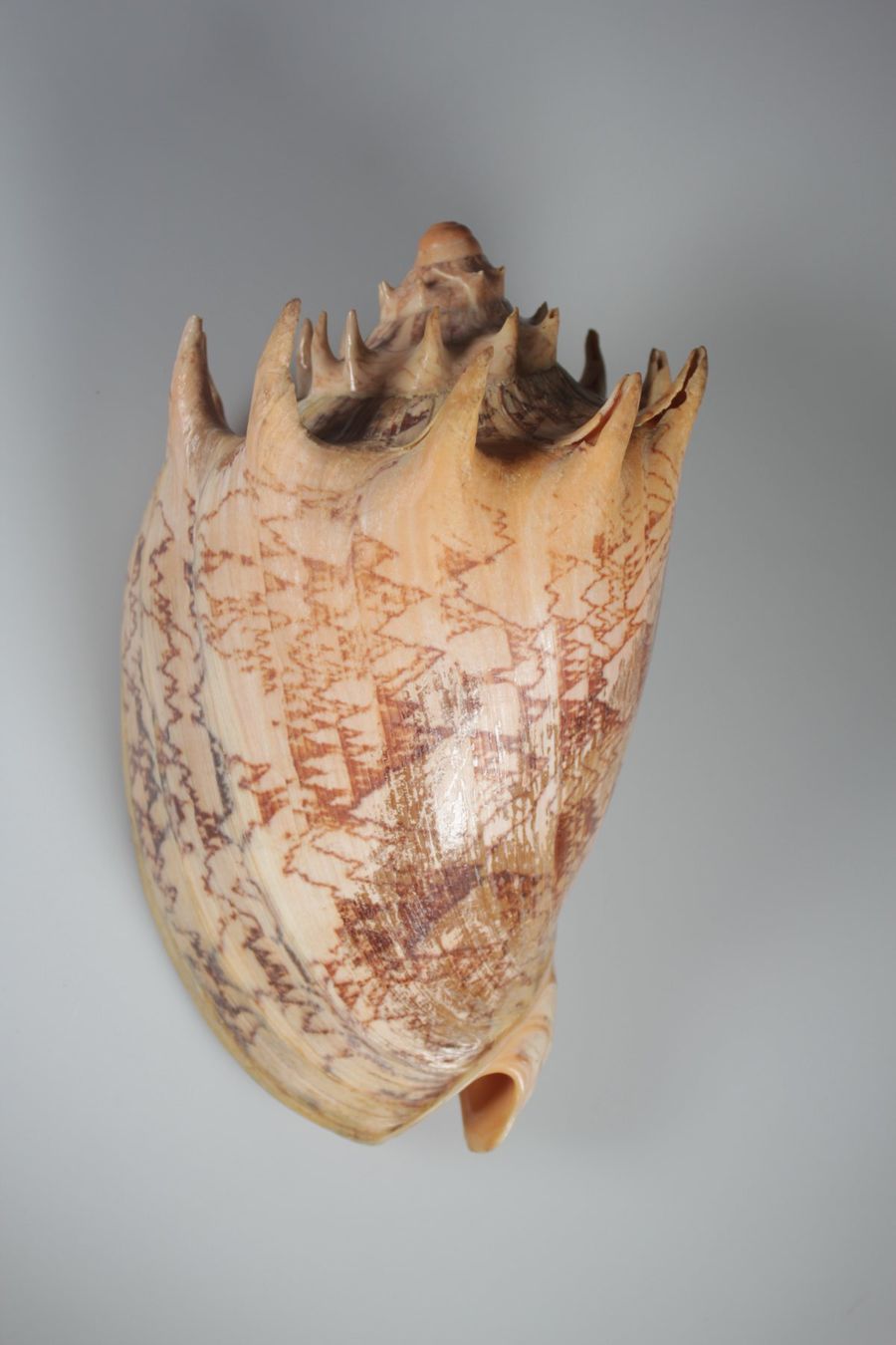 Fossili: Cymbiola Imperialis Muschel – Usato da Basel venduto da IRMAundFRED 2