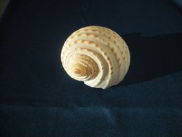 Muschel mit dünne Schale etwa 10 cm "Philippinen"