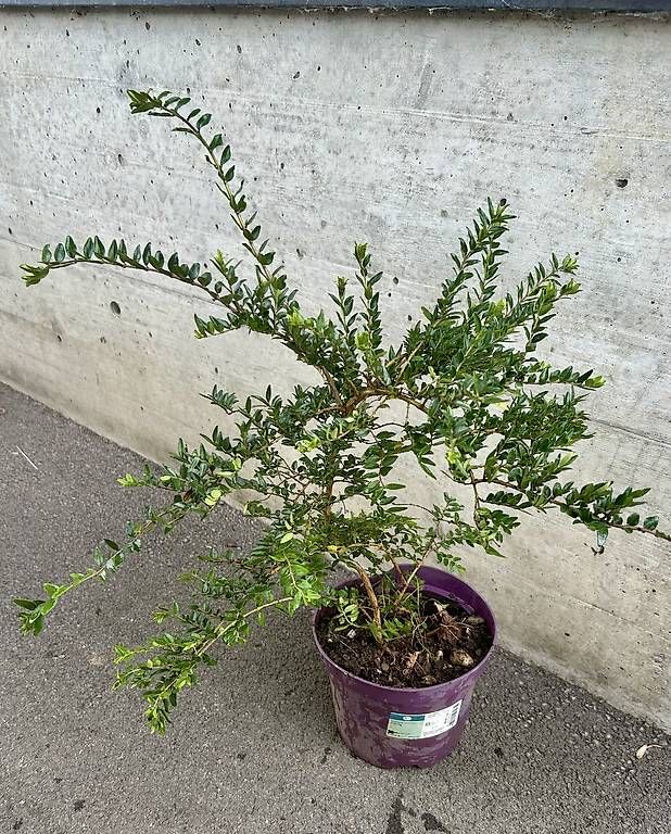 Plantes & graines: Immergrüne Heckenkirsche – D'occasion à Frauenfeld par Irene.Schuppli 1