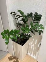 Zamioculcas Houseplant in Tall White Pot