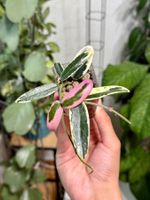 Hoya Lyi ‚Prism‘ 🦄✨