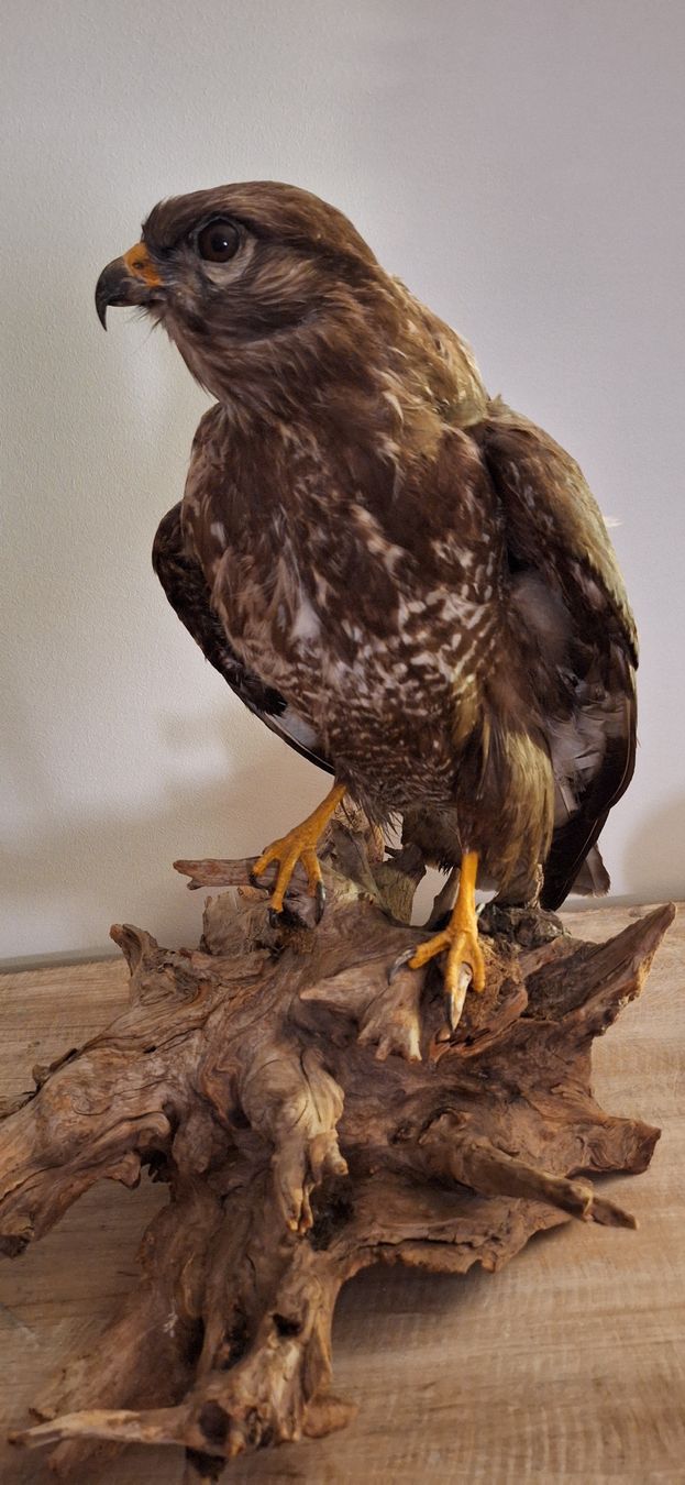 Monde des animaux: Mäusebussard Präparat – D'occasion à Uzwil par Arusha21 1
