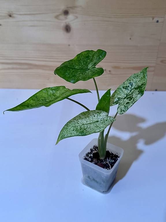 Pflanzen & Samen: Alocasia Macrorrhiza Splash – Gebraucht aus Sevelen von AS.Plants