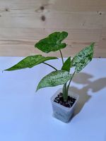 Alocasia Macrorrhiza Splash