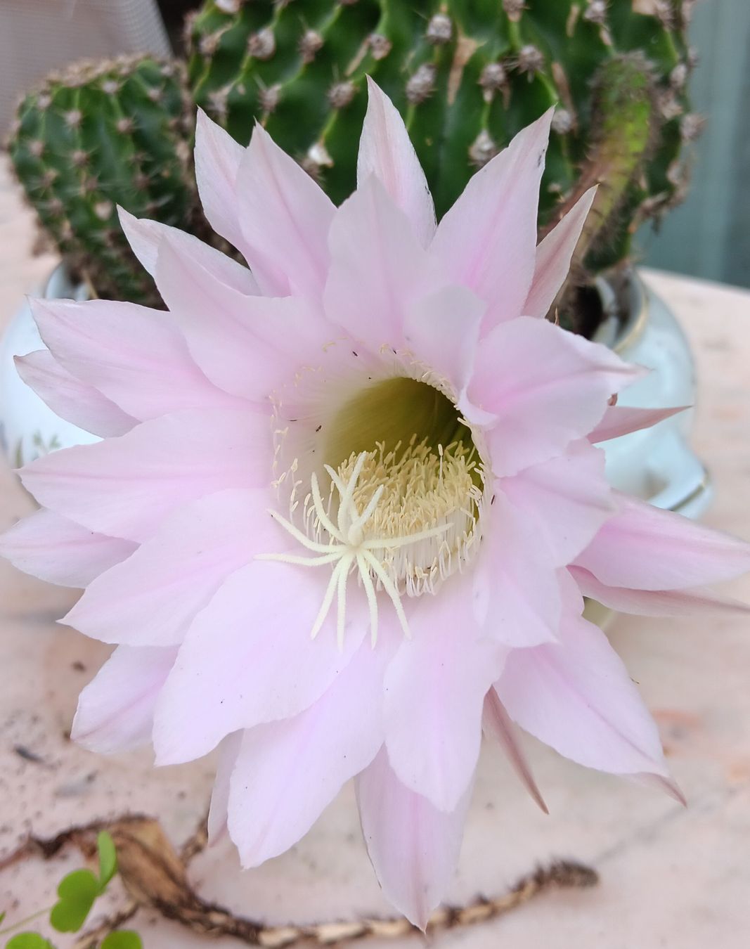 Piante & sementi: Cactus in fiore rosa,  anche senza vaso vendo – Usato da Carena venduto da gra_yz7p