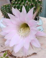 Cactus in fiore rosa, vaso incluso