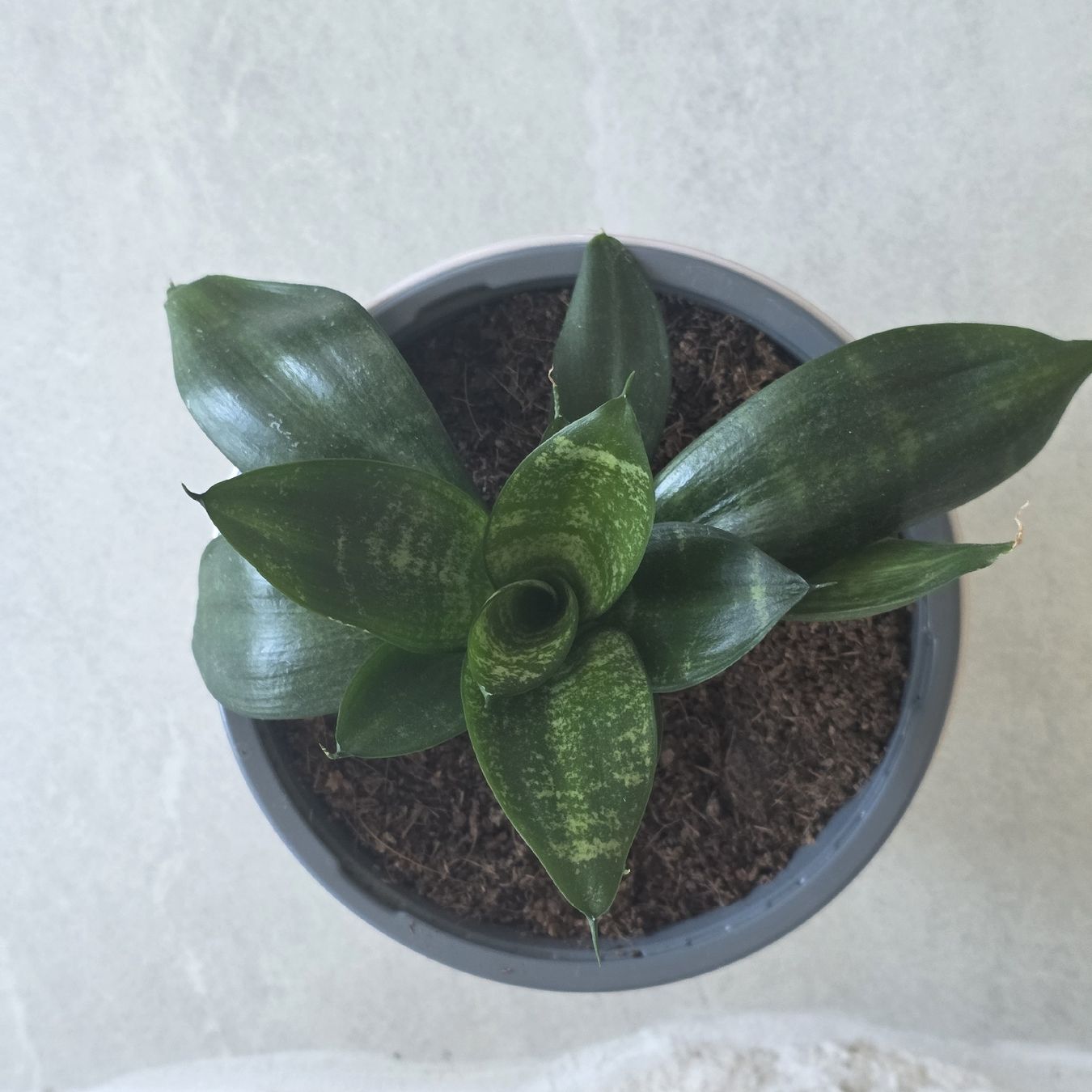 Piante & sementi: Sansevieria Pflanze im Topf – Usato da Rheinsulz venduto da Gilea 3