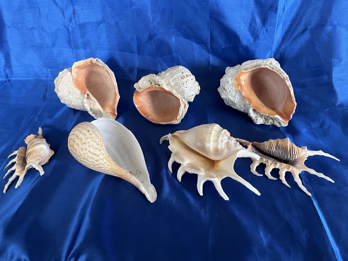 Alle Dekorationen: 7 Muscheln – Gebraucht aus Zürich von Juancarlos1 2