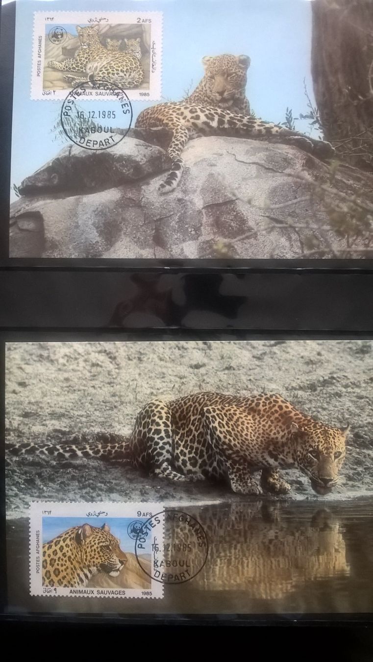 Tutti i francobolli: WWF Afghanistan 1985 Satz Leopard Maximumkarten – Nuovo (secondo la descrizione) da Liestal venduto da schnueps