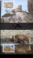 WWF Afghanistan 1985 Satz Leopard Maximumkarten