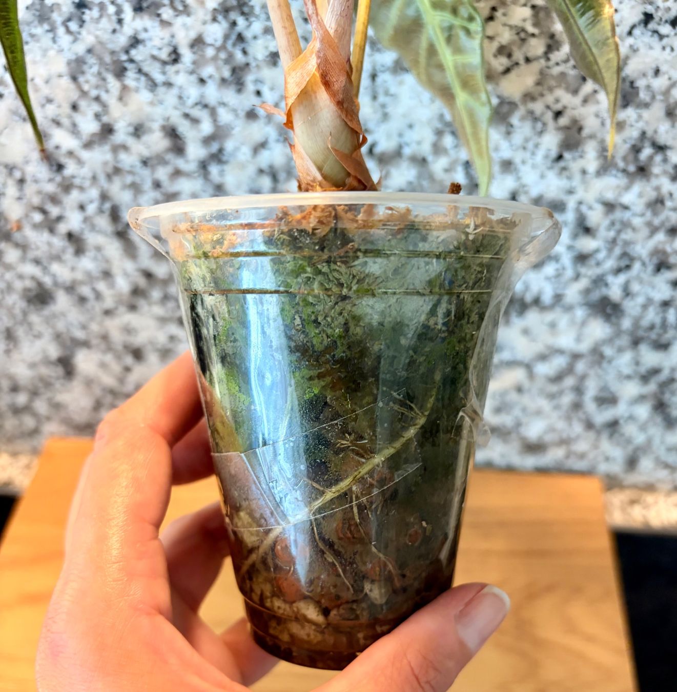 Piante & sementi: Alocasia Polly Aurea – Usato da Kaiseraugst venduto da dka_b97z 4