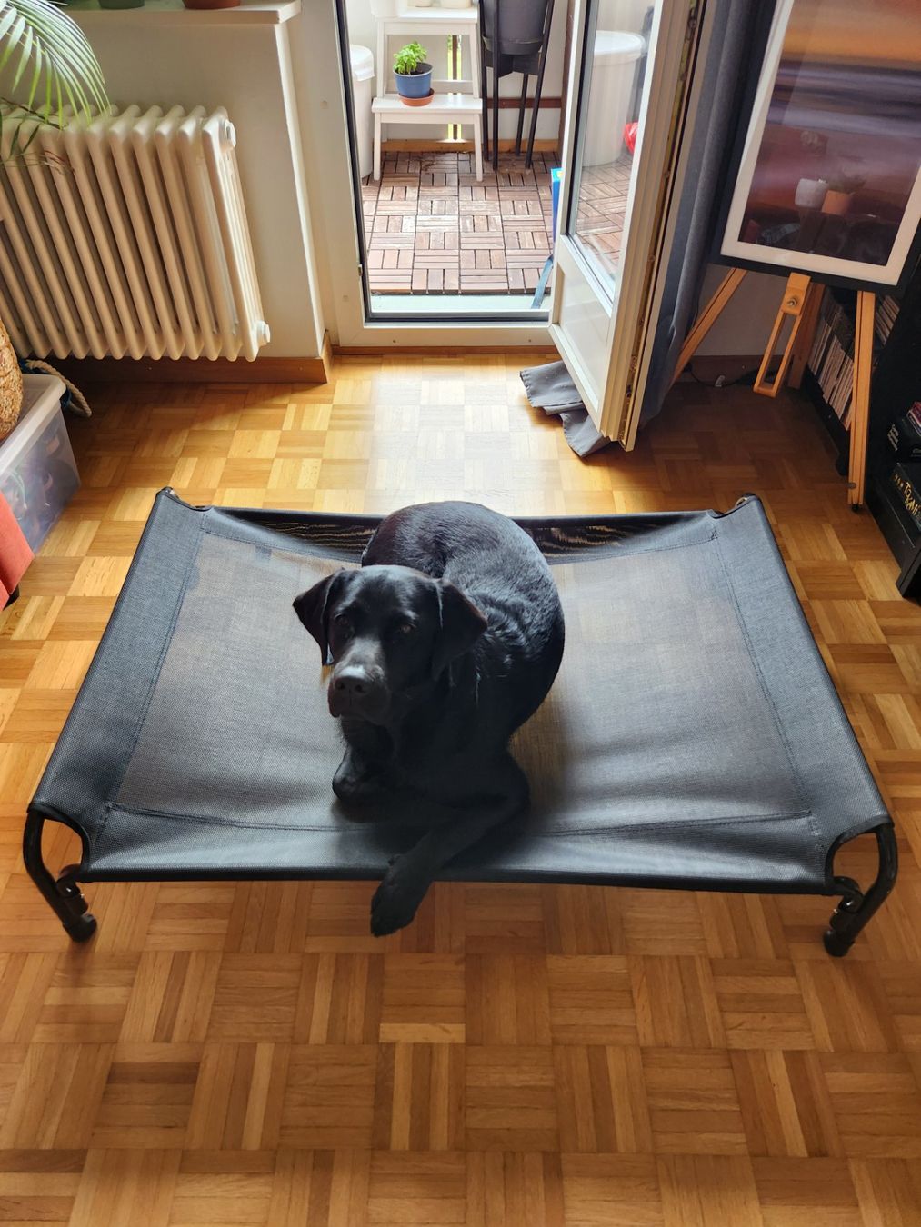Liege- & Schlafplätze: Veehoo cooling dog bed (medium/large dog) – Gebraucht aus Oberwil b. Zug von adi_r8nm 5