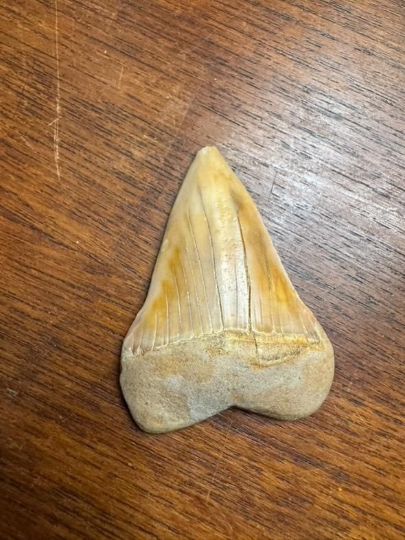 Fossili: dent de requin fossilisee – Usato da Vésenaz venduto da Angela.C3