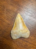 dent de requin fossilisee