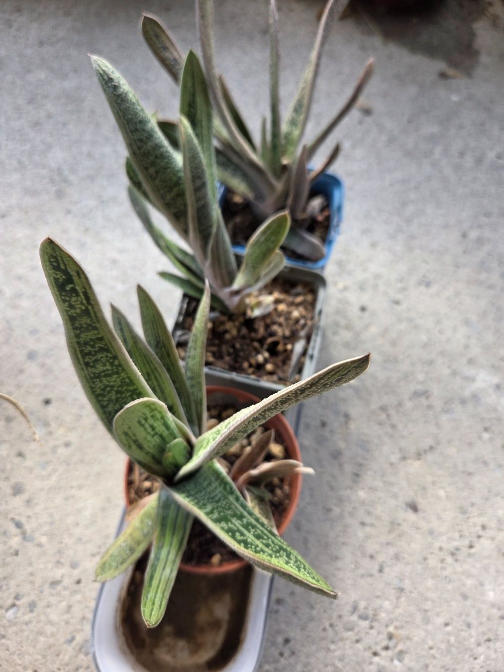 Piante & sementi: Aloe /Agave, versch.Pflanzen – Usato da Aarau venduto da Allerlei1978