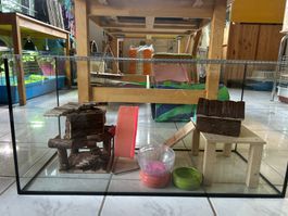 Cage Hamster