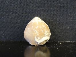 Versteinerter Fisch Fossil MUSCHEL BRACHIOPOD MAROKKO
